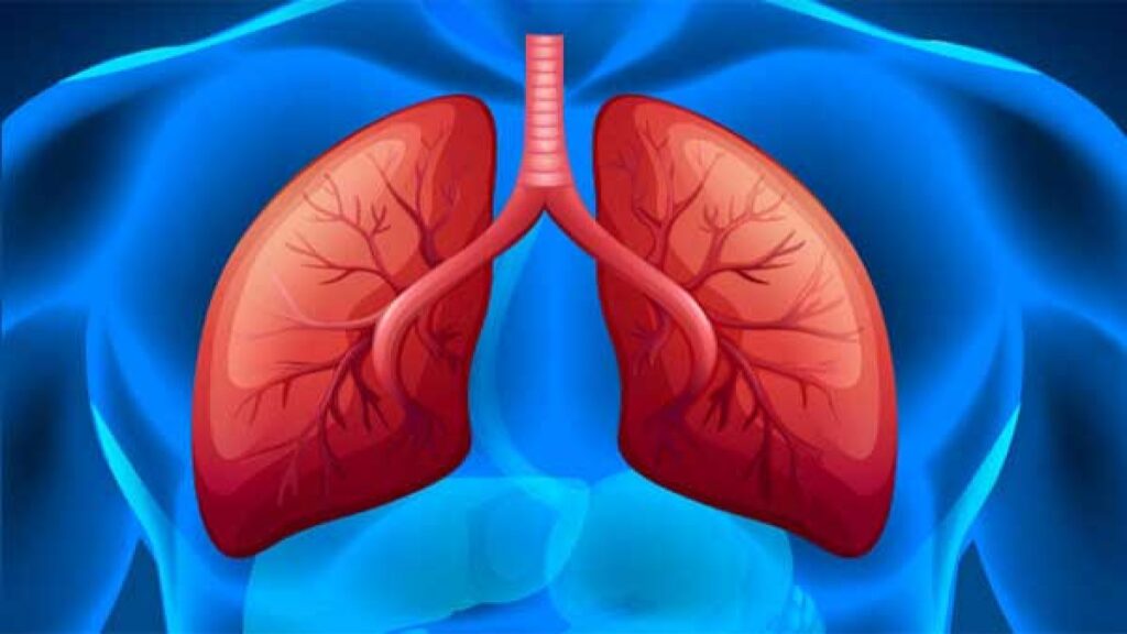 lungs