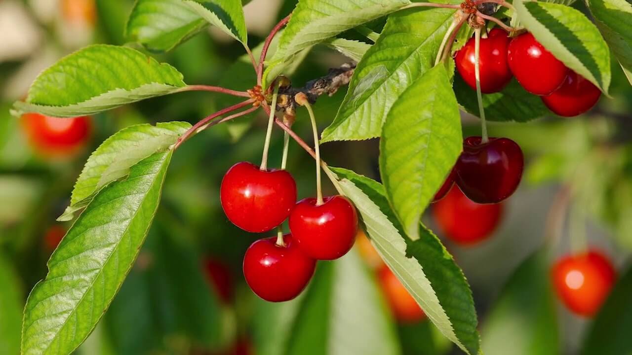 Fruit Trees